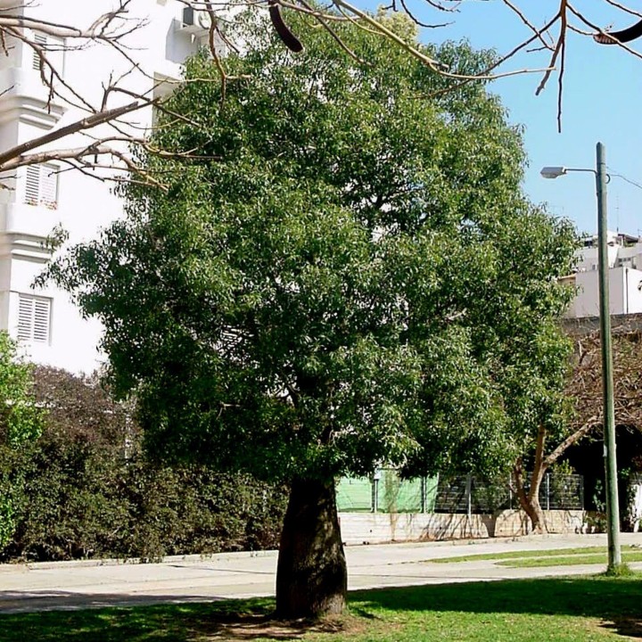 Bottle tree - Kurrajong Seeds (Brachychiton populneus) - 228.714671