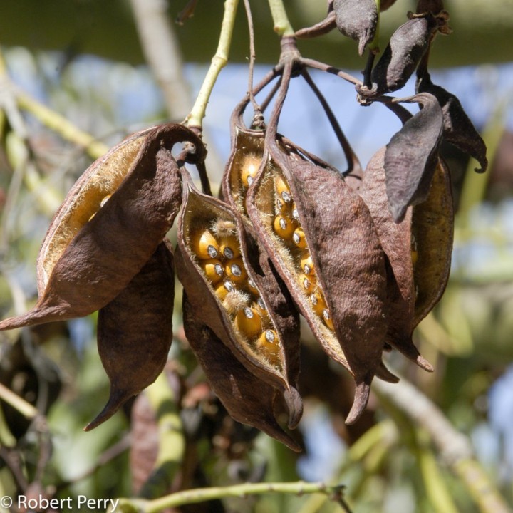 Bottle tree - Kurrajong Seeds (Brachychiton populneus) - 228.714671