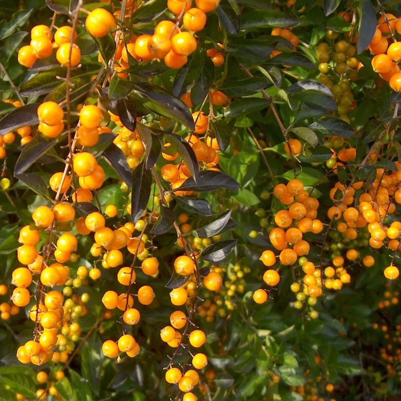 Semi di Duranta erecta