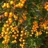 Σπόροι Δουράντα (Duranta erecta)