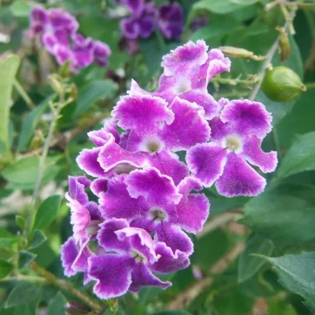 Sementes Pingo-De-Ouro (Duranta erecta)