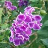 Graines de Vanillier de Cayenne (Duranta erecta)