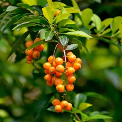 Price: €1.95 - Σπόροι Δουράντα (Duranta erecta) - 
