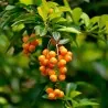 Himmelsblüte Taubenbeere Samen (Duranta erecta)