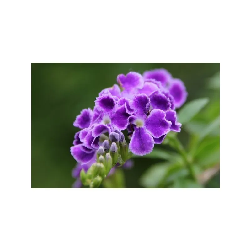 Graines de Vanillier de Cayenne (Duranta erecta)