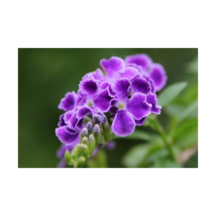 Golden Dewdrop Seeds (Duranta erecta) - 228.714671