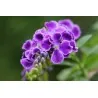 Sementes Pingo-De-Ouro (Duranta erecta)