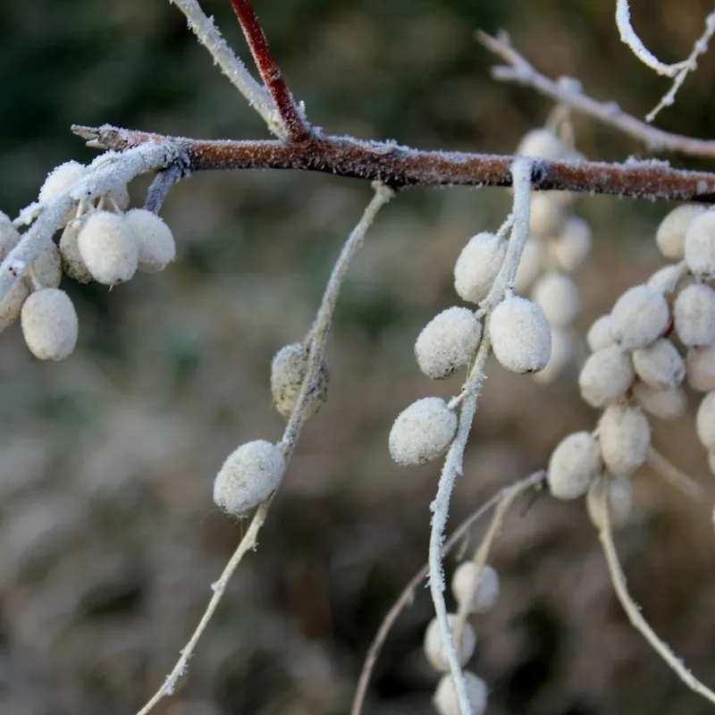 Silverberry Russian Olive seeds (Elaeagnus angustifolia)