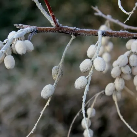 Silverberry Russian Olive seeds (Elaeagnus angustifolia)