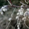 Silverberry Russian Olive seeds (Elaeagnus angustifolia)