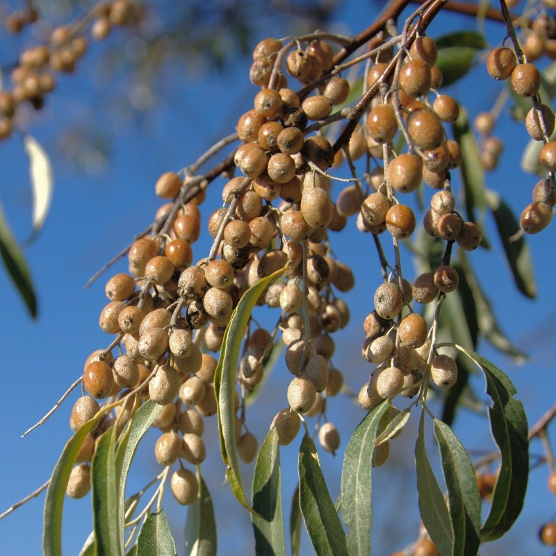 Silverberry Russian Olive seeds (Elaeagnus angustifolia) 2.95 - 1