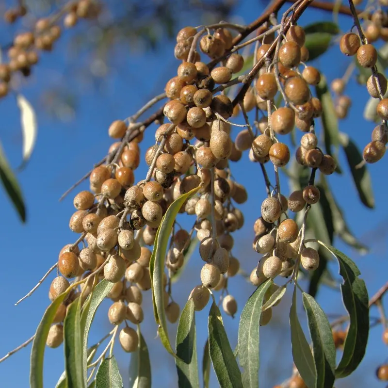 Silverberry Russian Olive seeds (Elaeagnus angustifolia)