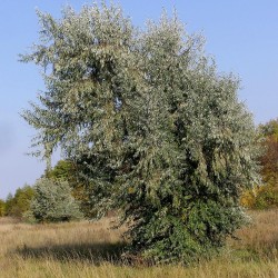 Silverberry Russian Olive seeds (Elaeagnus angustifolia) 2.95 - 3