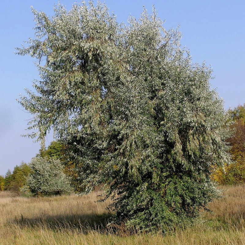 Price: €2.55 - Graines de Olivier de Bohême (Elaeagnus angustifolia) - 