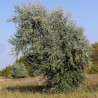 Price: €2.55 - Graines de Olivier de Bohême (Elaeagnus angustifolia) - 