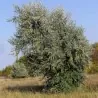 Silverberry Russian Olive seeds (Elaeagnus angustifolia)