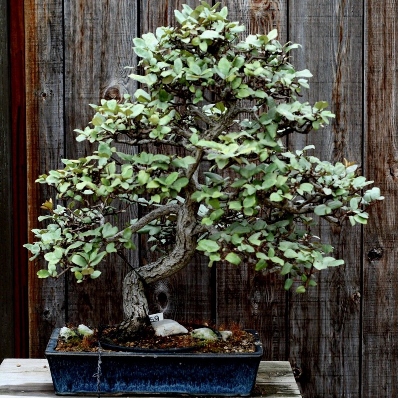 Price: €2.55 - Graines de Olivier de Bohême (Elaeagnus angustifolia) - 