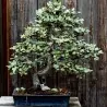 Silverberry Russian Olive seeds (Elaeagnus angustifolia)