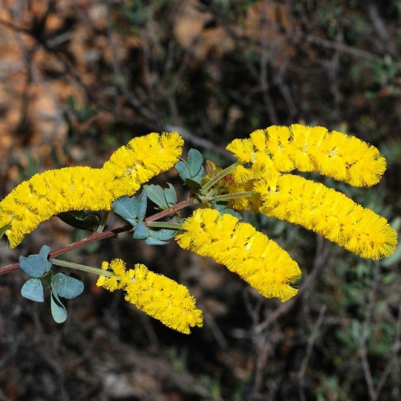 Graines de Dwarf Wattle