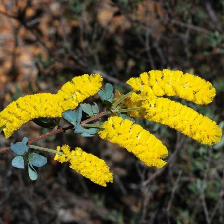 Price: €1.85 - Semi di Dwarf Wattle -