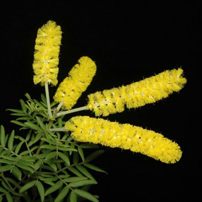 Price: €1.85 - Patuljak Siblje Dwarf Wattle Seme - 