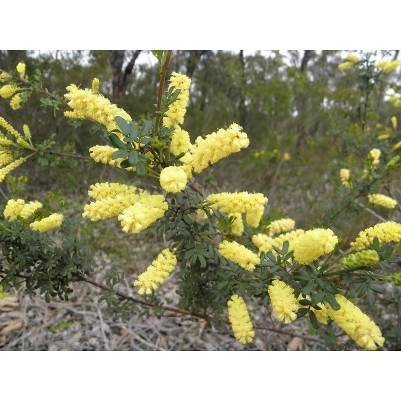 Price: €1.85 - Patuljak Siblje Dwarf Wattle Seme - 