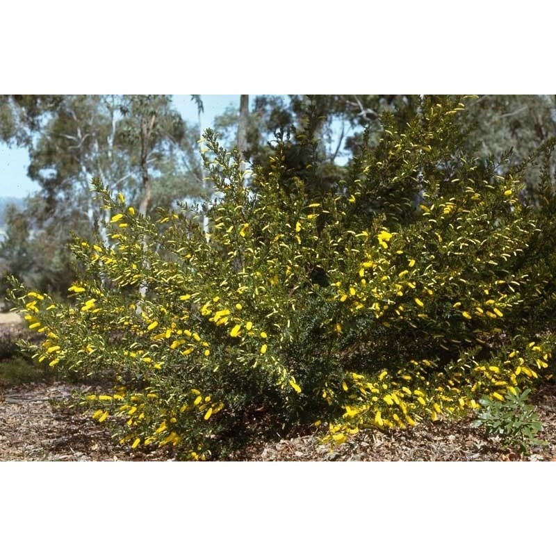 Price: €1.85 - Patuljak Siblje Dwarf Wattle Seme - 