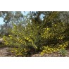 Graines de Dwarf Wattle