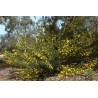 Price: €1.85 - Patuljak Siblje Dwarf Wattle Seme - 