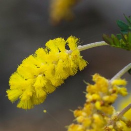 Dwarf Wattle Seeds - 216.985714
