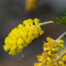 Σπόροι Dwarf Wattle 1.85 - 1