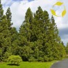 Semi di Cryptomeria japonica Bonsai | 1,50 €