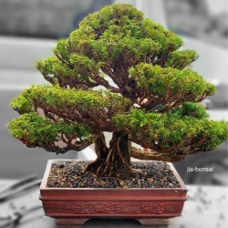 Kryptomeria - Sugi Bonsai Frön 1.5 - 1