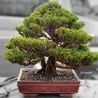 Sementes de Criptoméria Bonsai