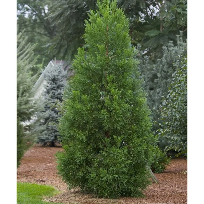 Sementes de Criptoméria Bonsai
