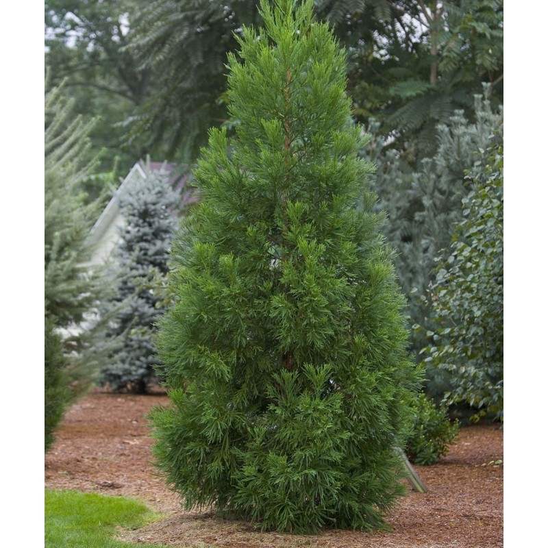 Semi di Cryptomeria japonica Bonsai | 1,50 €