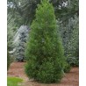 Semi di Cryptomeria japonica Bonsai | 1,50 €