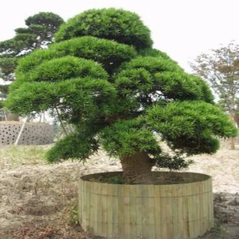 Sementes de Criptoméria Bonsai