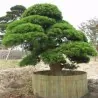 Sementes de Criptoméria Bonsai