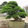 Semi di Cryptomeria japonica Bonsai | 1,50 €