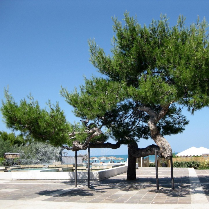 Jerusalem Pine Seeds - 205.256756