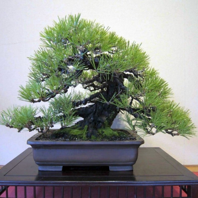 Price: €1.75 - Semillas de Pino carrasco - Bonsai - 