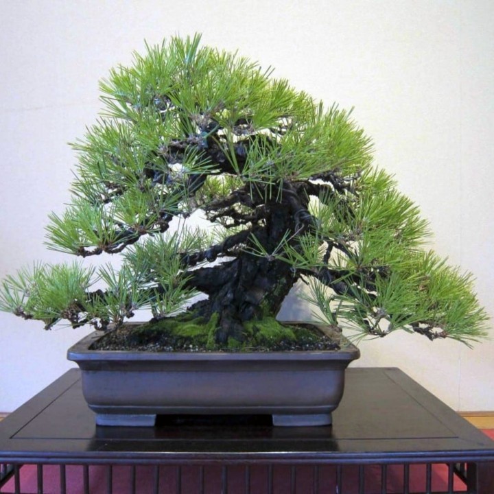 Jerusalem Pine Seeds - 205.256756