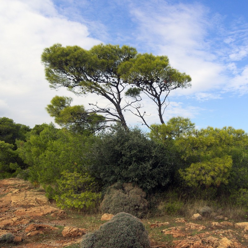 Price: €1.75 - Semillas de Pino carrasco - Bonsai - 