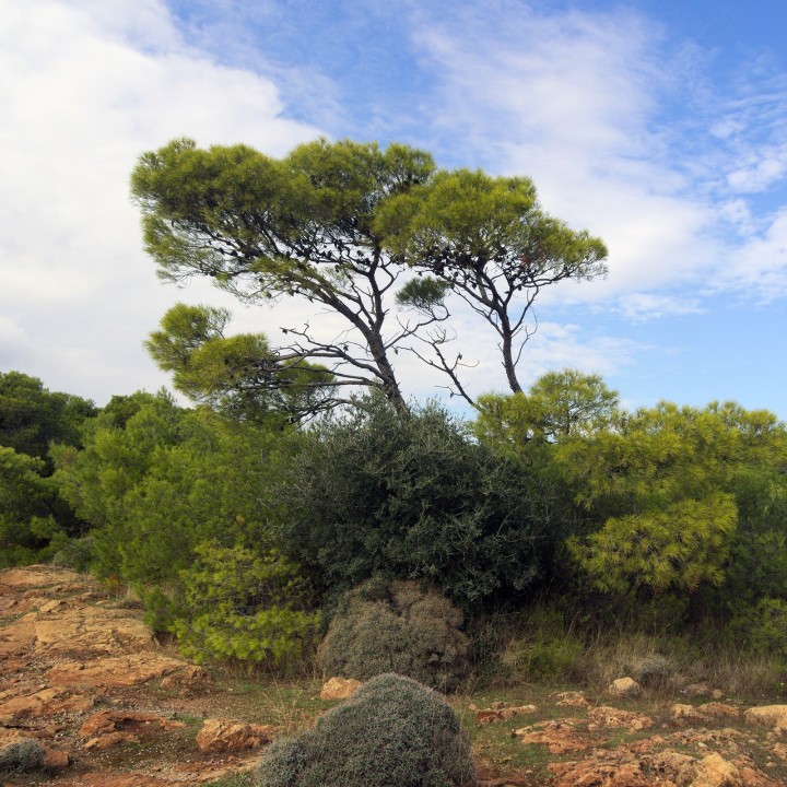 Jerusalem Pine Seeds - 205.256756