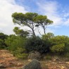 Price: €1.75 - Semillas de Pino carrasco - Bonsai - 