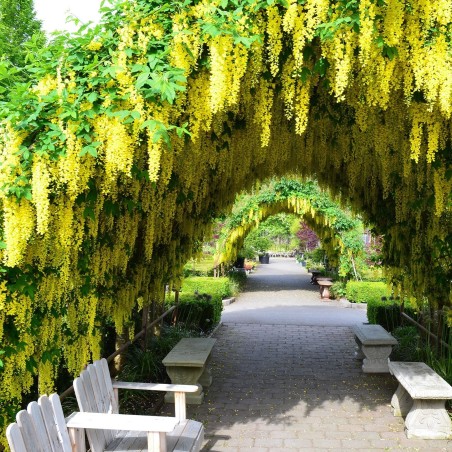 Goldregen Samen (Laburnum anagyroides)