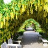 Goldregen Samen (Laburnum anagyroides)