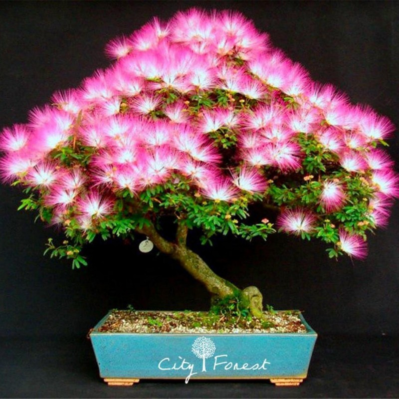 Persiskt Silkesträd Frön 2.5 - 1