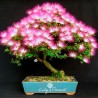 Price: €1.85 - Sementes de Árvore-da-seda Acacia nemu (Albizia julibrissin) - 